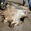 Телешка кожа - Calf skin